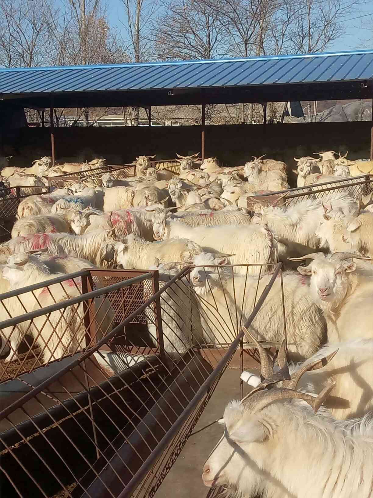 天津华夏安邦名车兰德酷路泽中东版团购优惠34.8万